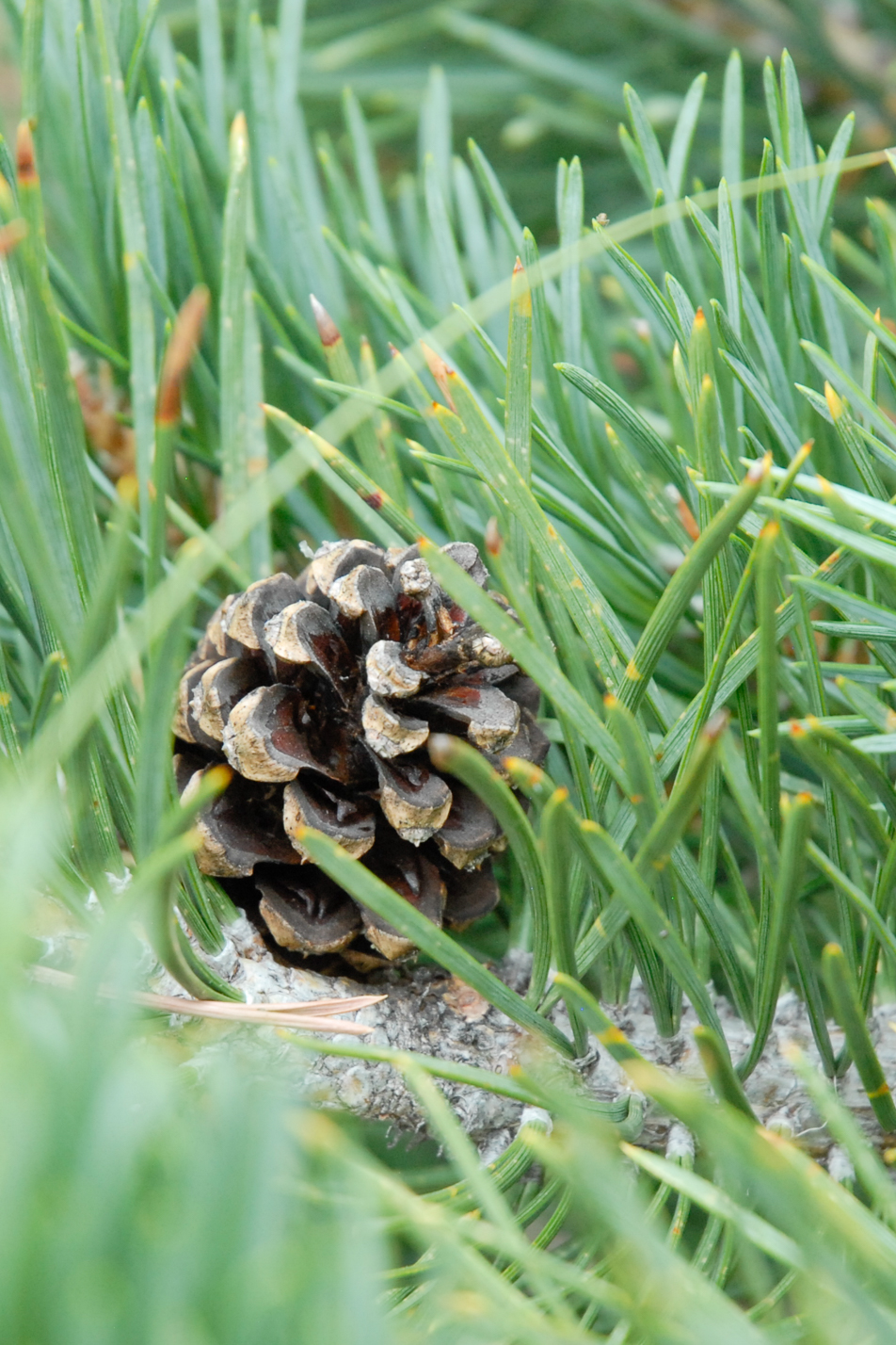 Albyn Prostrate Scotch Pine